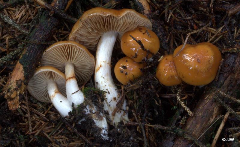 Cortinarius vibratilis